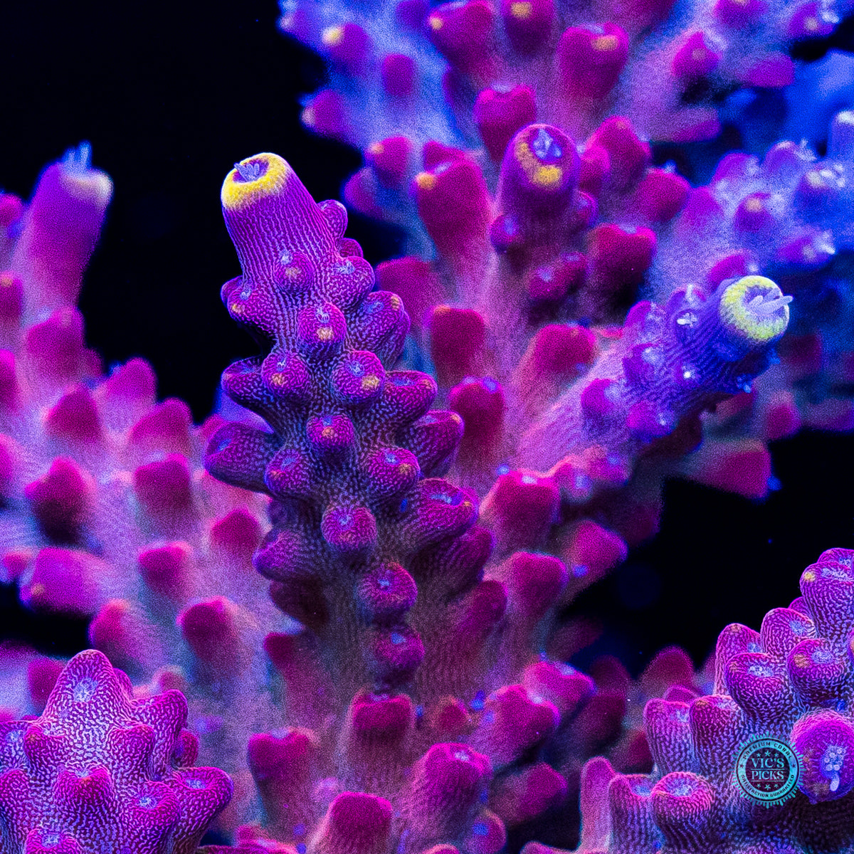 GWS Arcoiris Acropora