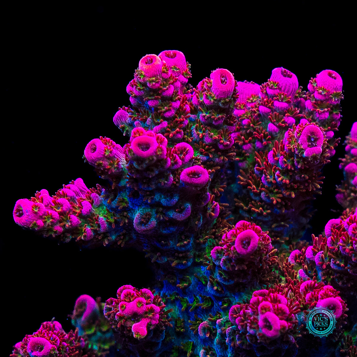 WWC Jello Shot Acropora