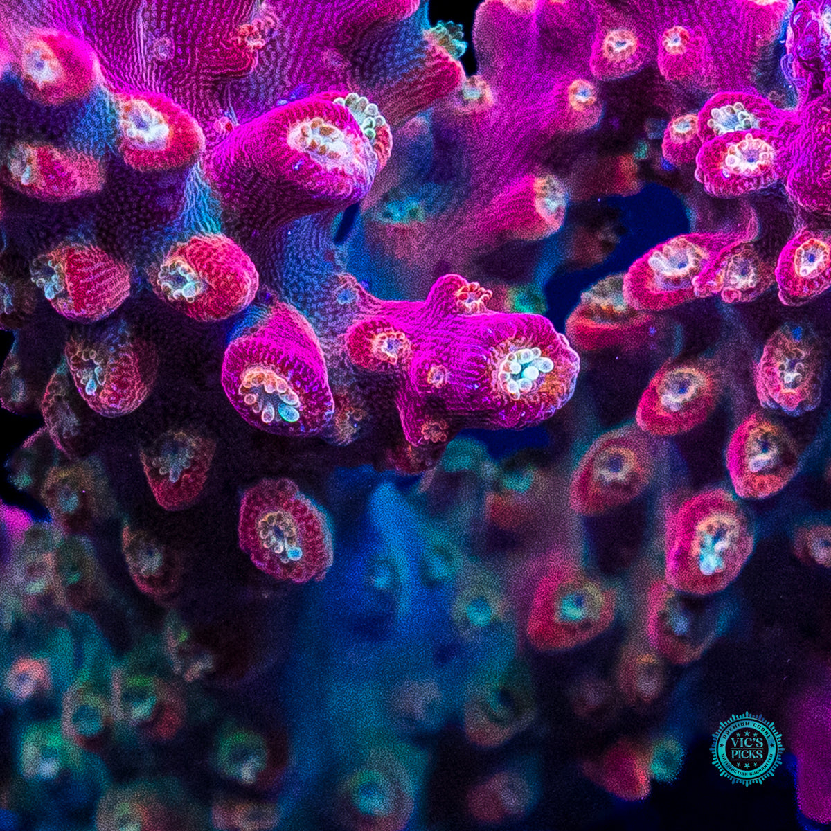 Jason Fox Shock Tart Acropora