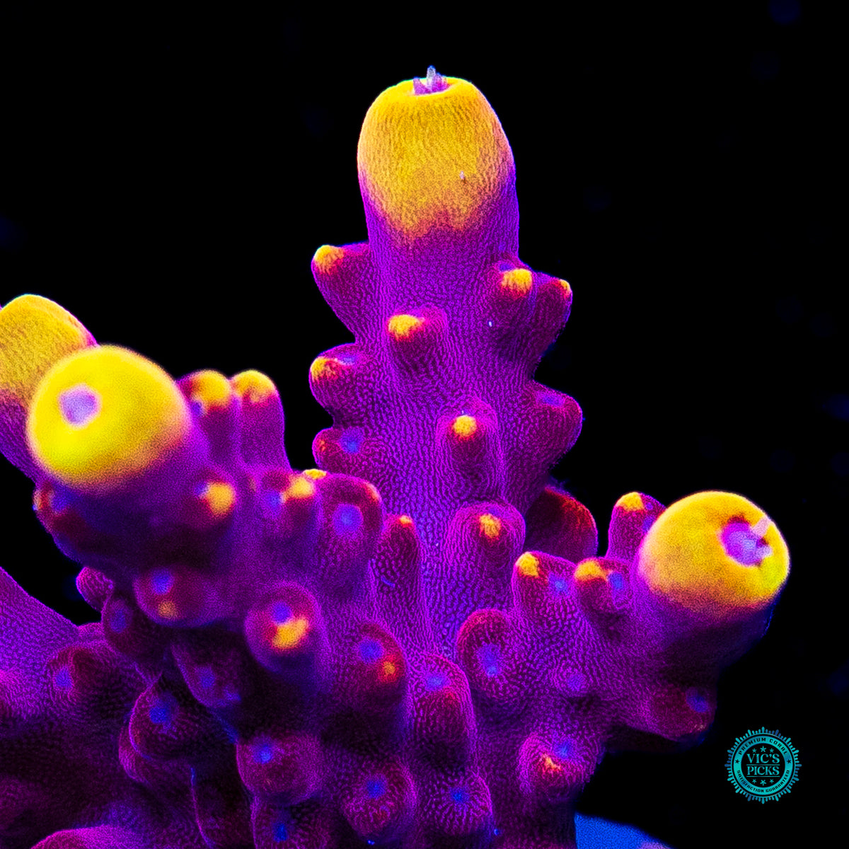 Jason Fox Fox Flame Acropora