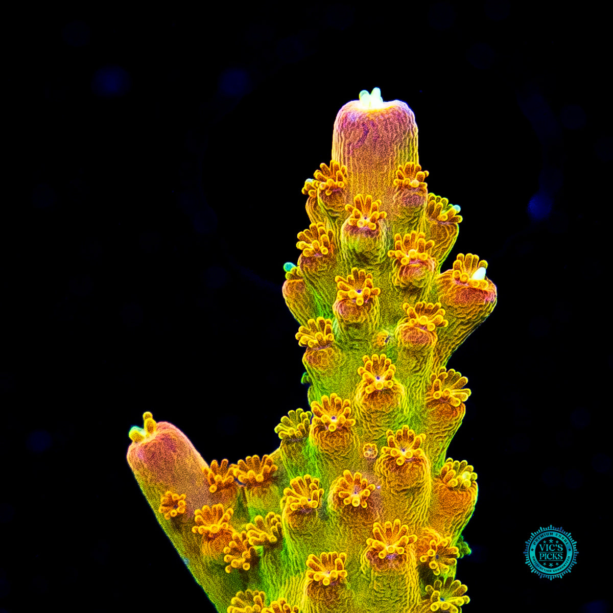 RR Rainbow Loom Acropora