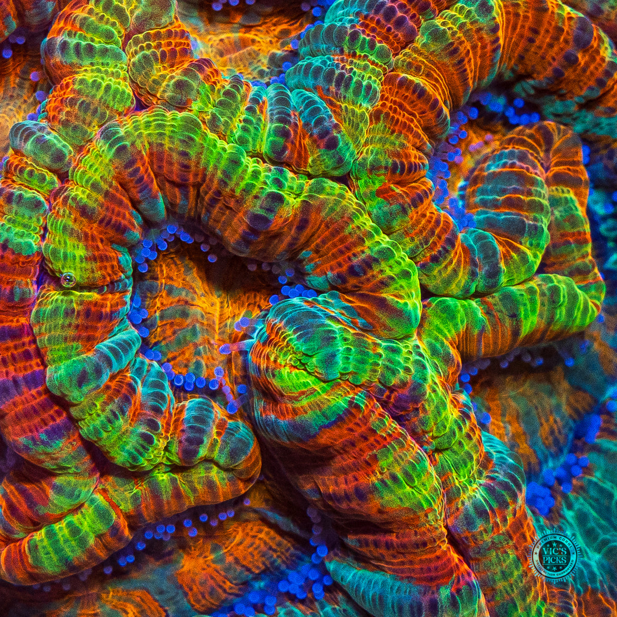Rainbow Tiger Symphyllia Wilsoni