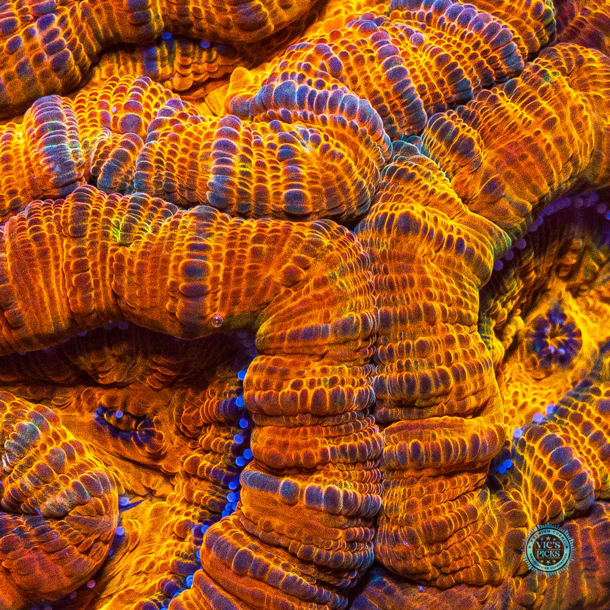 Sunkissed Tiger Symphyllia Wilsoni