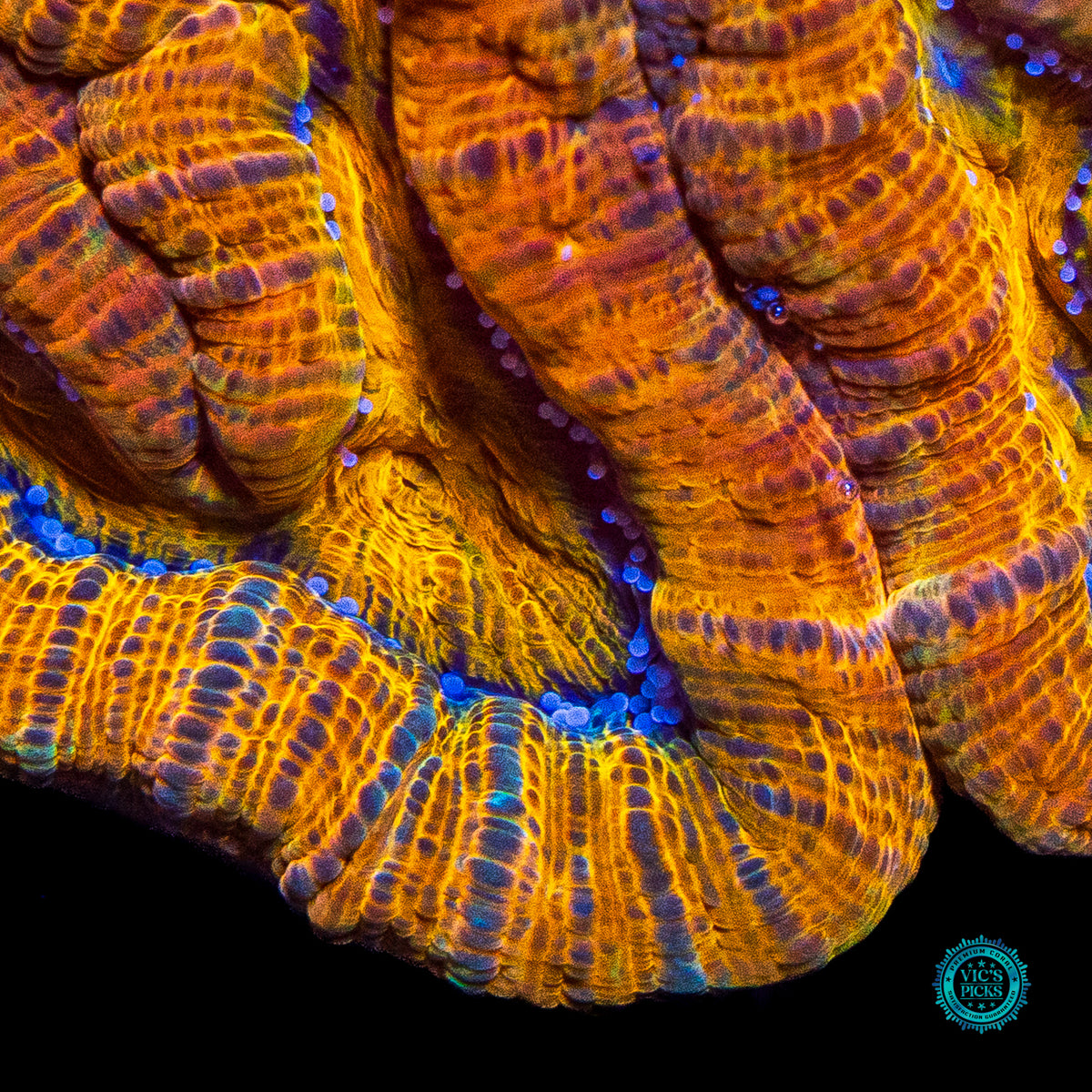 Sunkissed Tiger Symphyllia Wilsoni