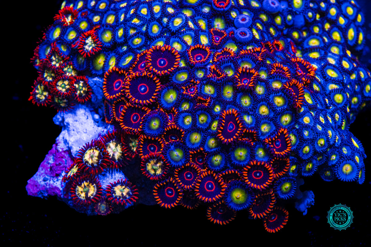WWC AOI, Red Hornet and Alpha Omega Combo Zoanthid