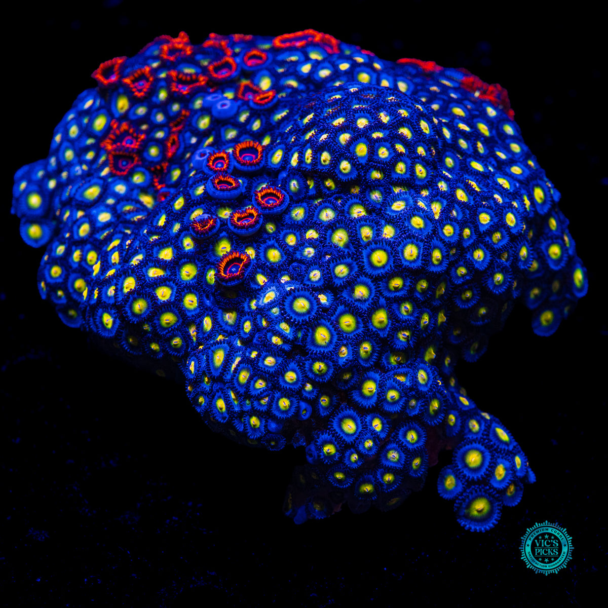 WWC AOI, Red Hornet and Alpha Omega Combo Zoanthid