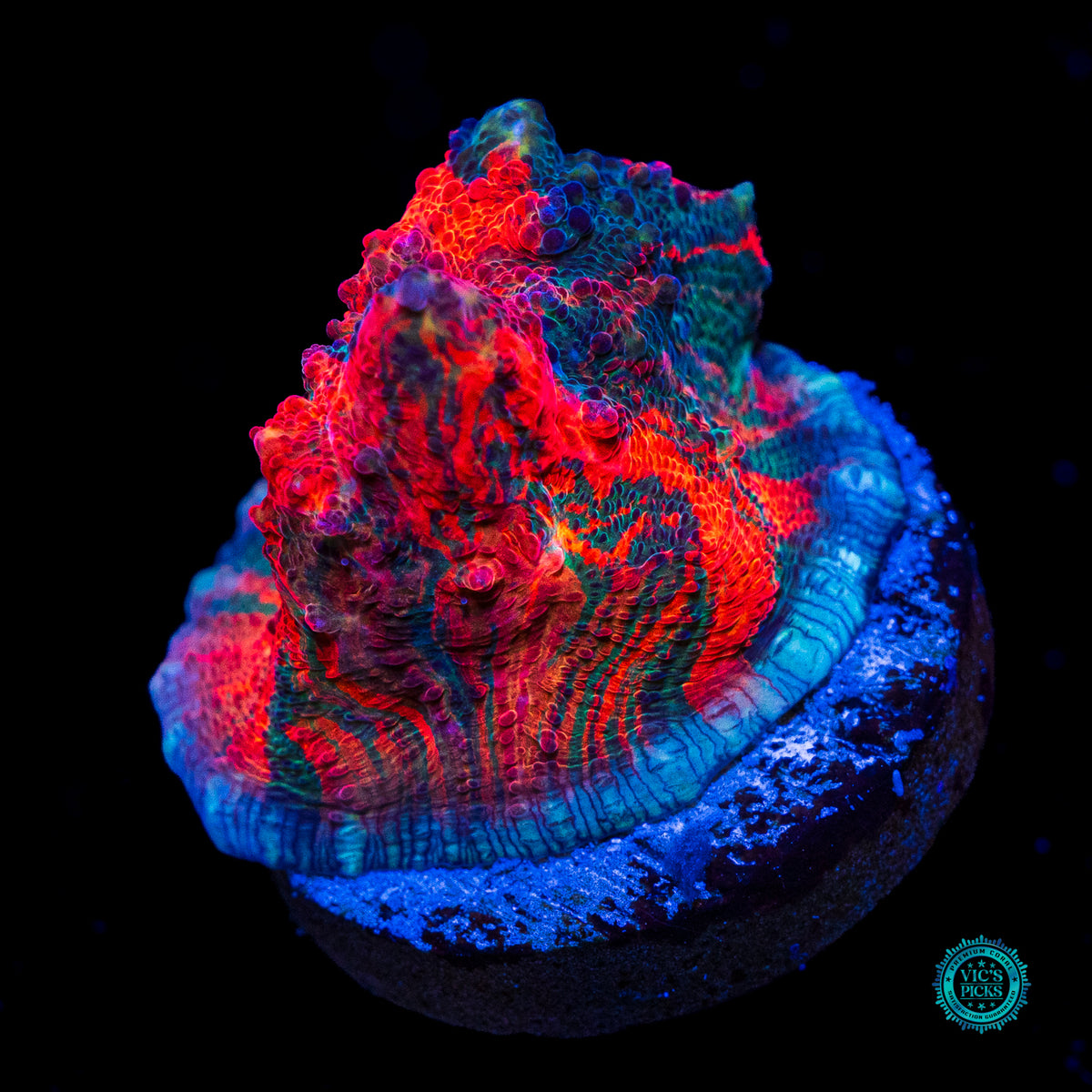 WWC Oil Spill Chalice