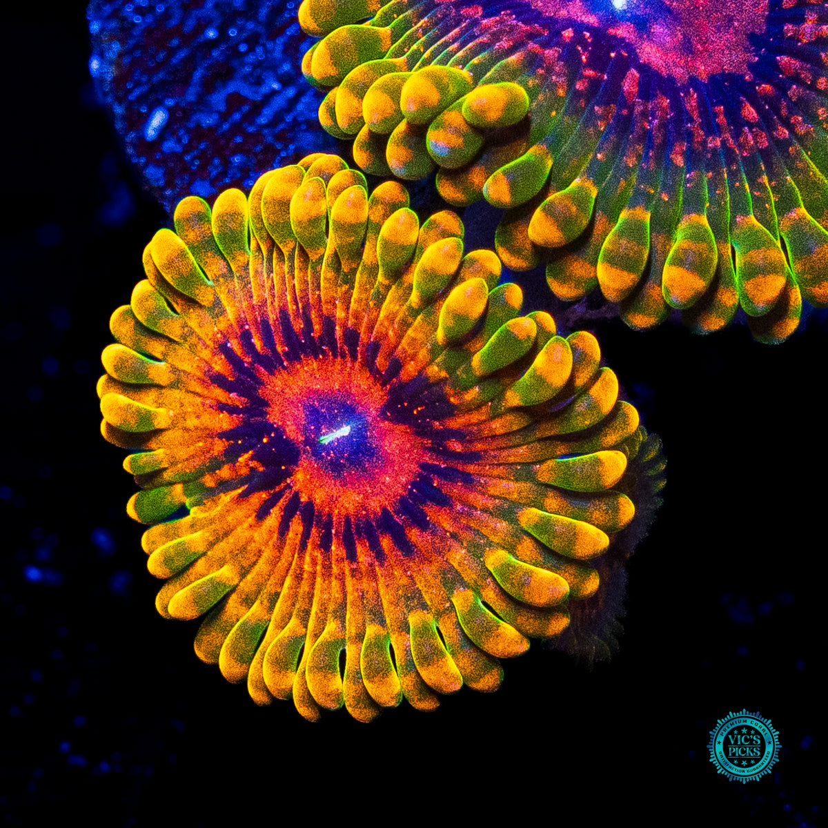 Grand Master Krakatoa Zoanthids