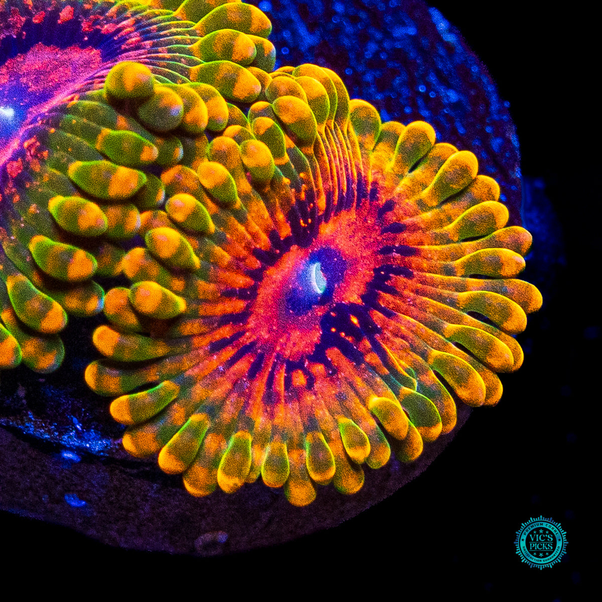 Grand Master Krakatoa Zoanthids