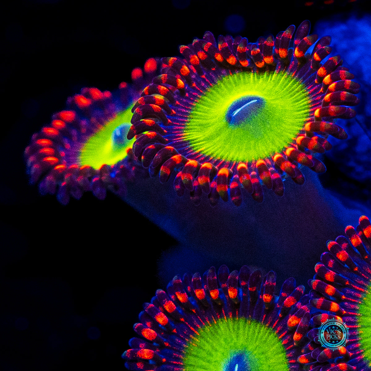 Candy Apple Red Zoanthids