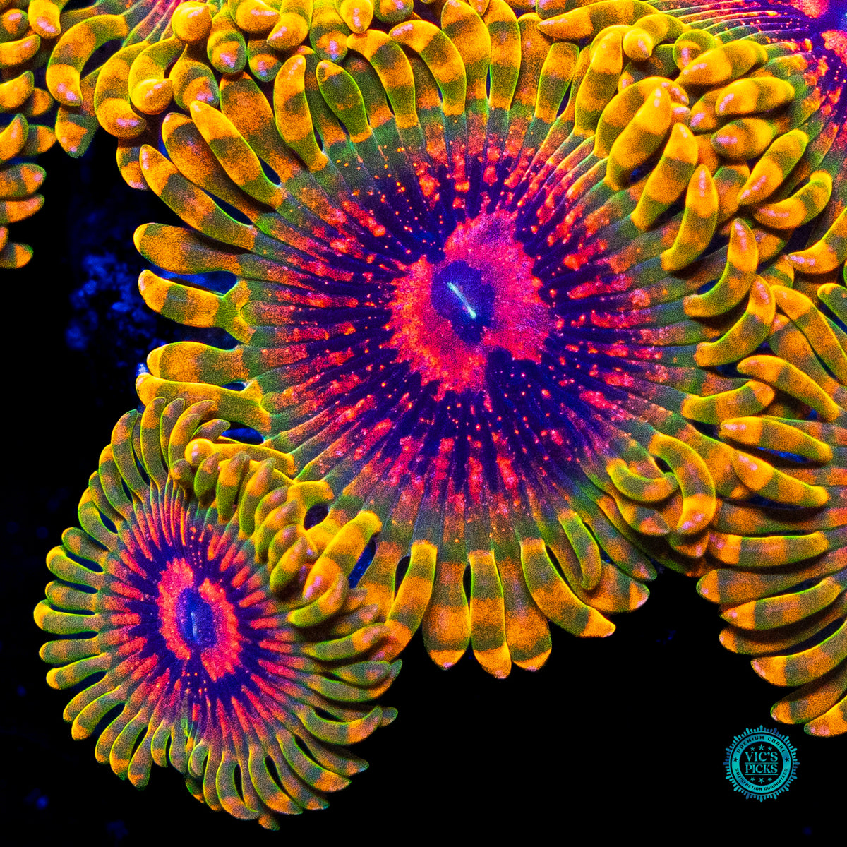 Grand Master Krakatoa Zoanthids