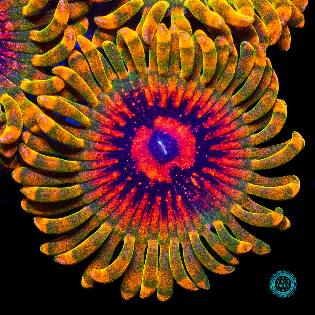 Grand Master Krakatoa Zoanthids