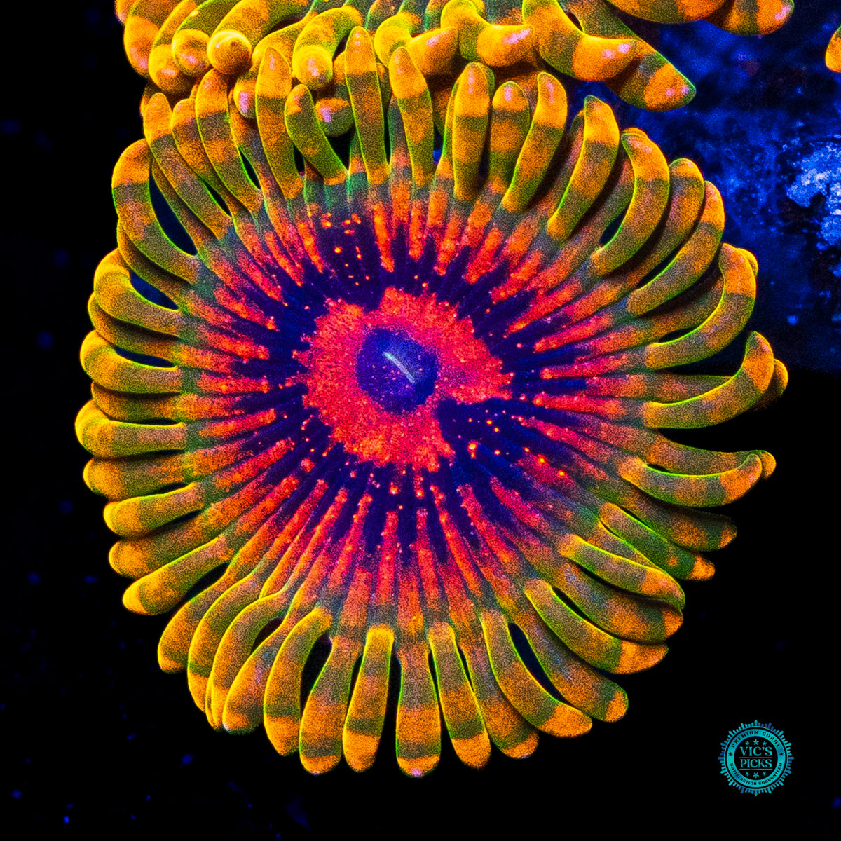 Grand Master Krakatoa Zoanthids