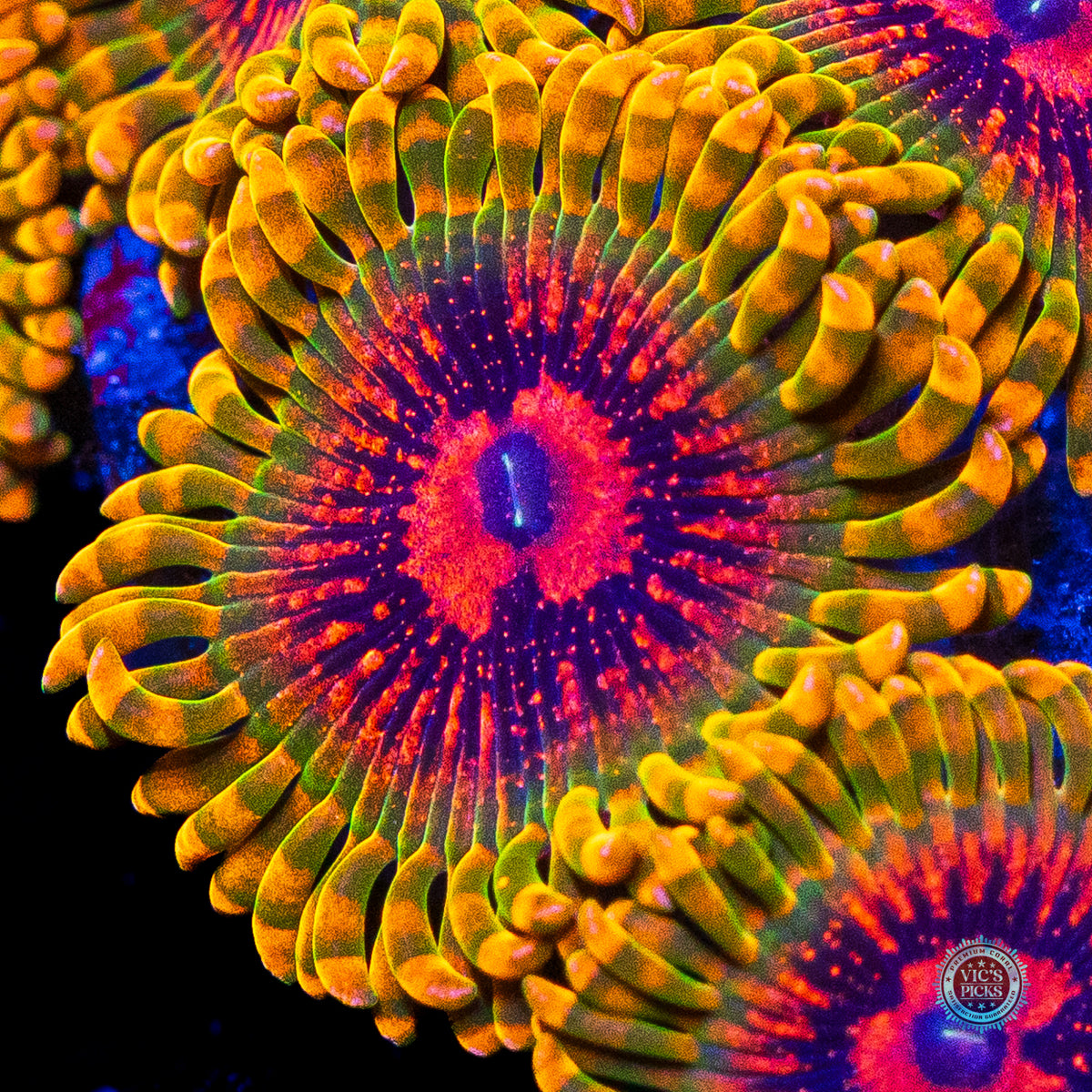 Grand Master Krakatoa Zoanthids