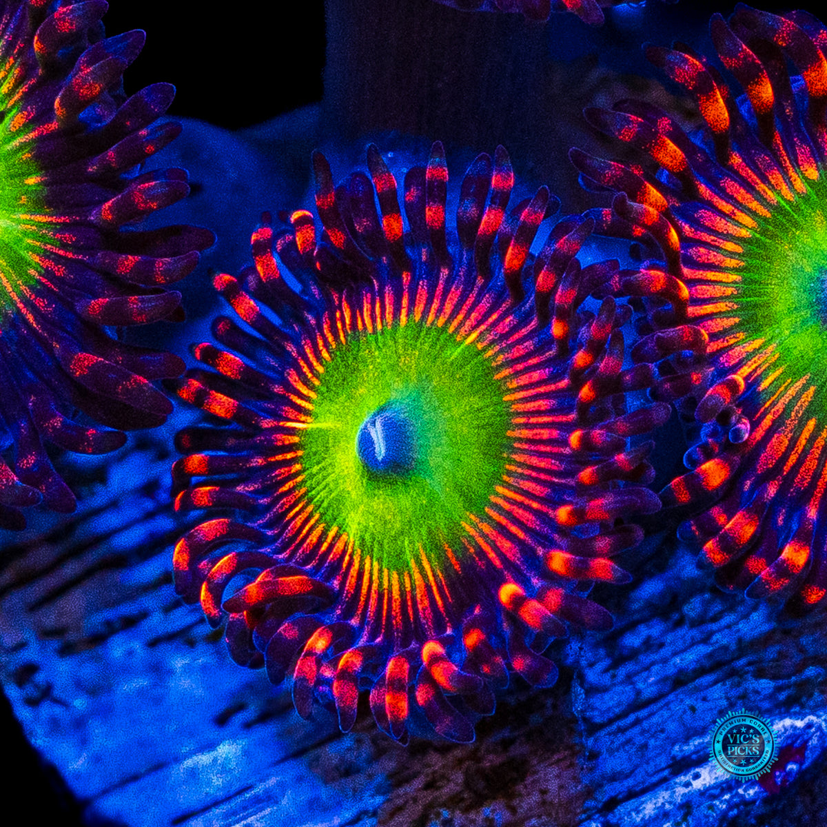 Bowser Zoanthids