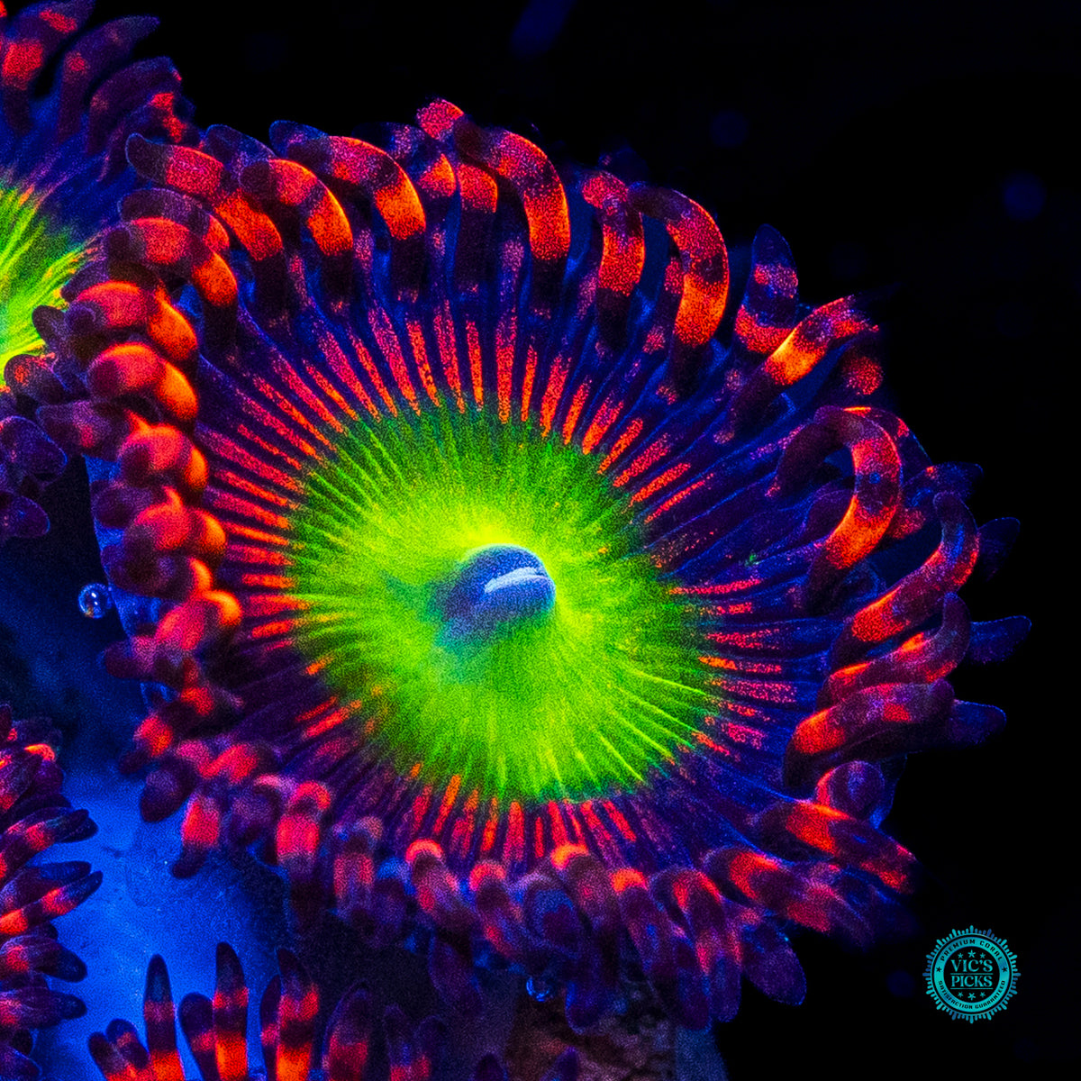 Bowser Zoanthids