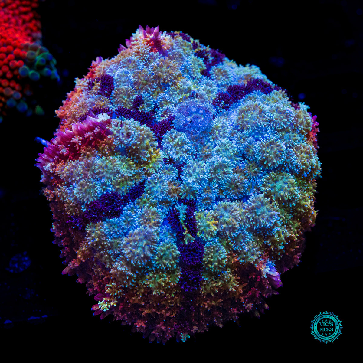 Shangri La Carpet Mushroom