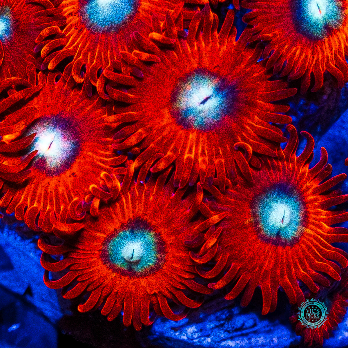 Charmanderz Zoanthids