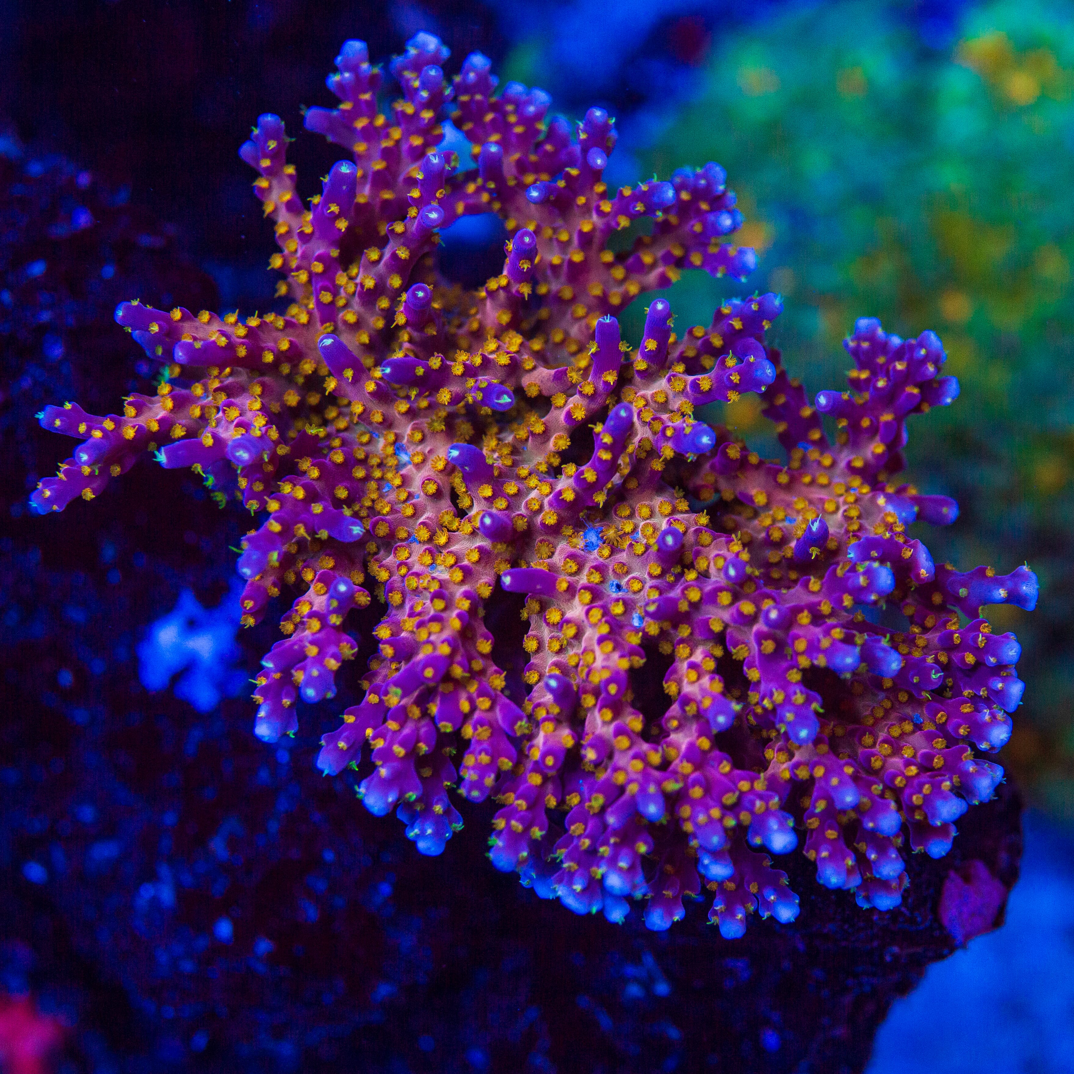 WWC All Star Acropora