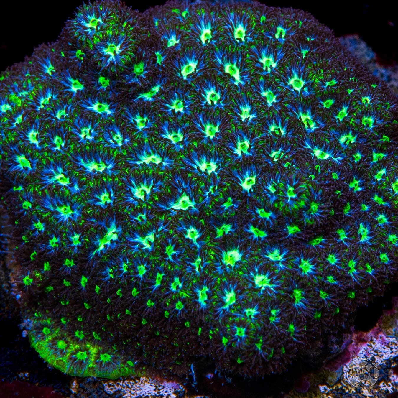 WWC Arctic Leptastrea - Mother Colony