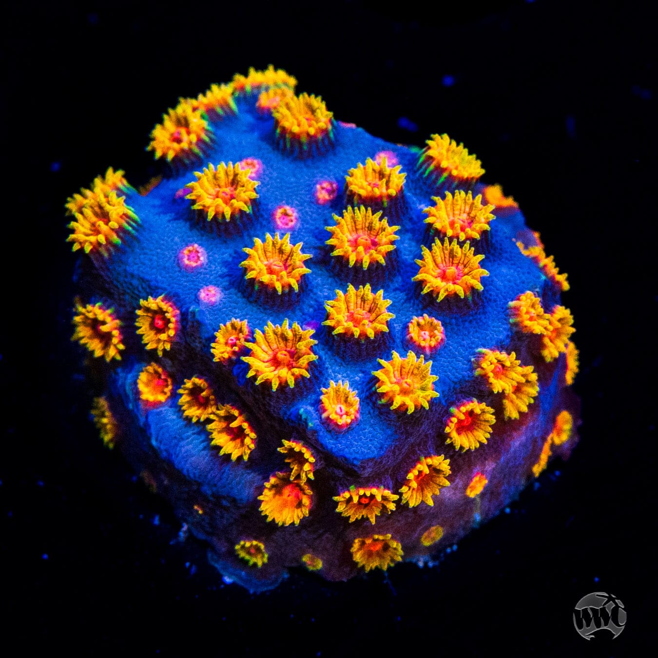 WWC Bizarro Cyphastrea