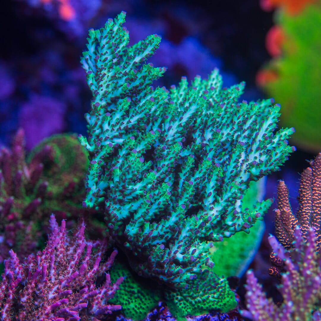 WWC Black Widow Baby Acropora