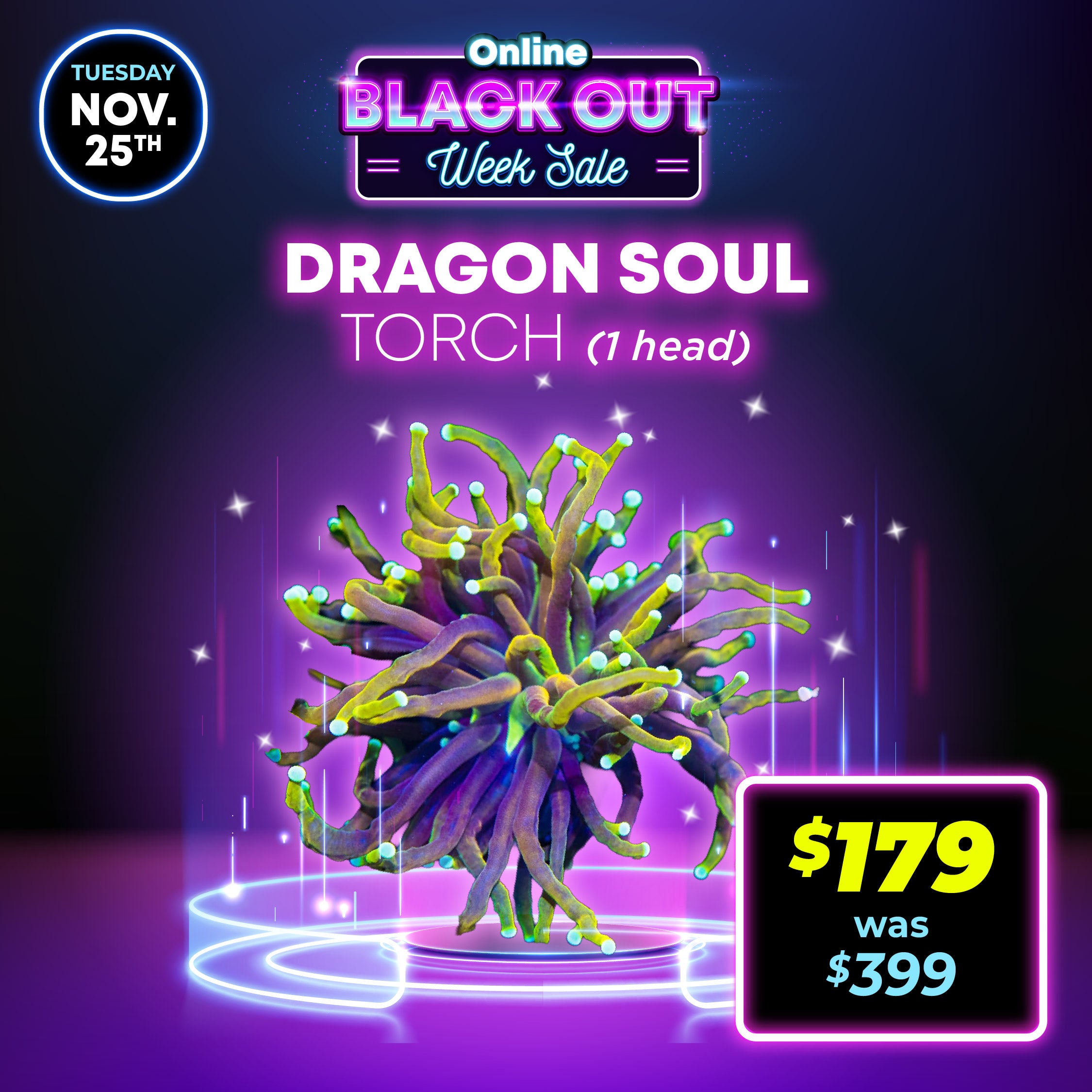 Dragon Soul Torch Coral (1 Head)