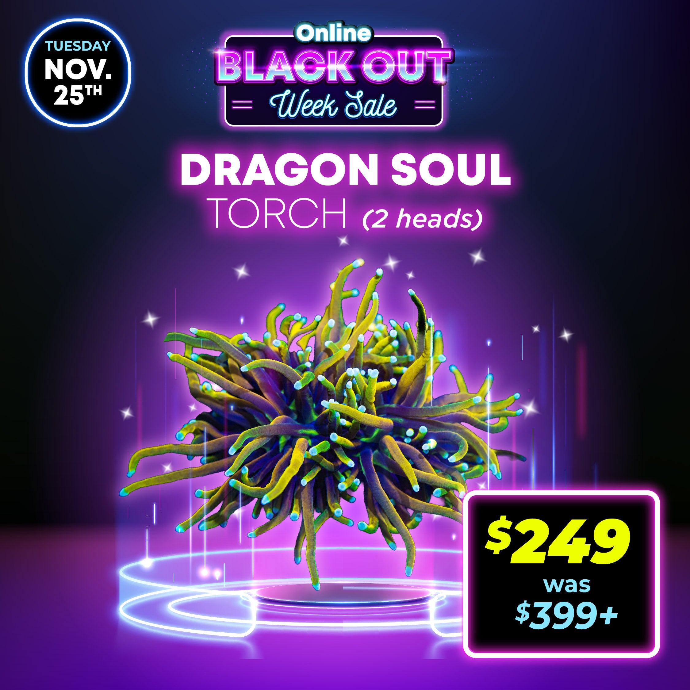 Dragon Soul Torch Coral (2 Head)