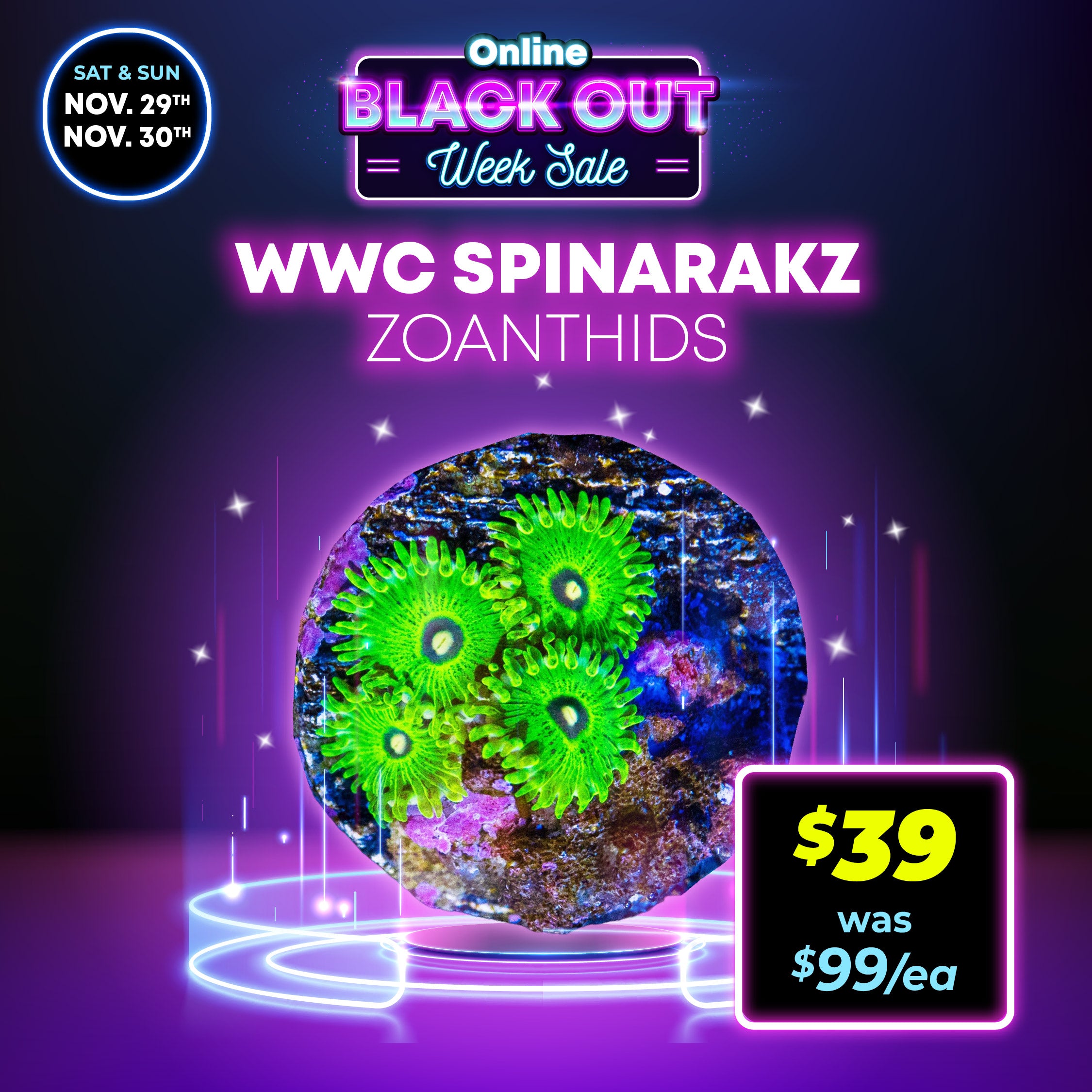 Spinarakz Zoanthids