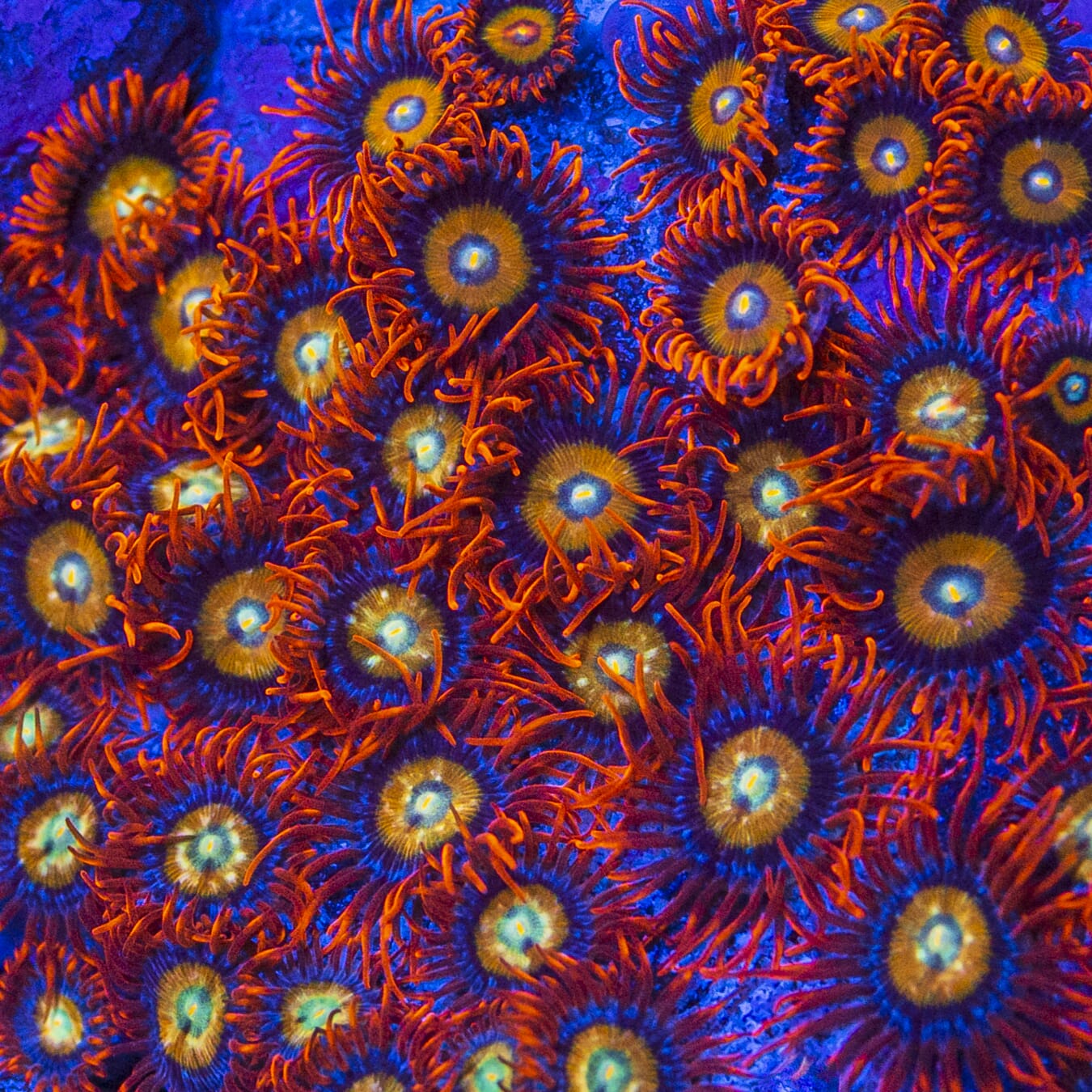 WWC Blondies Zoanthids