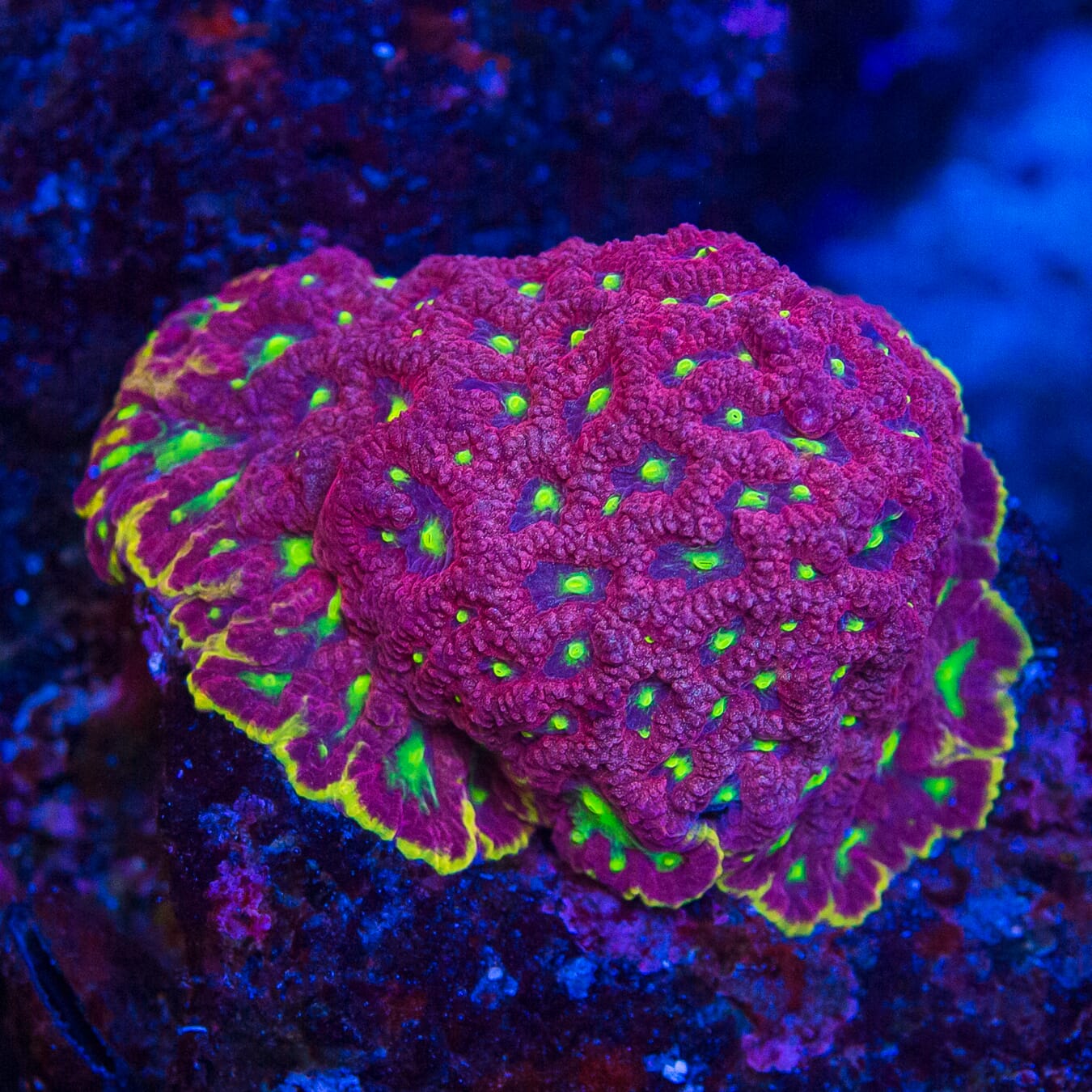 WWC Blood Diamond Favites - Mother Colony Photo