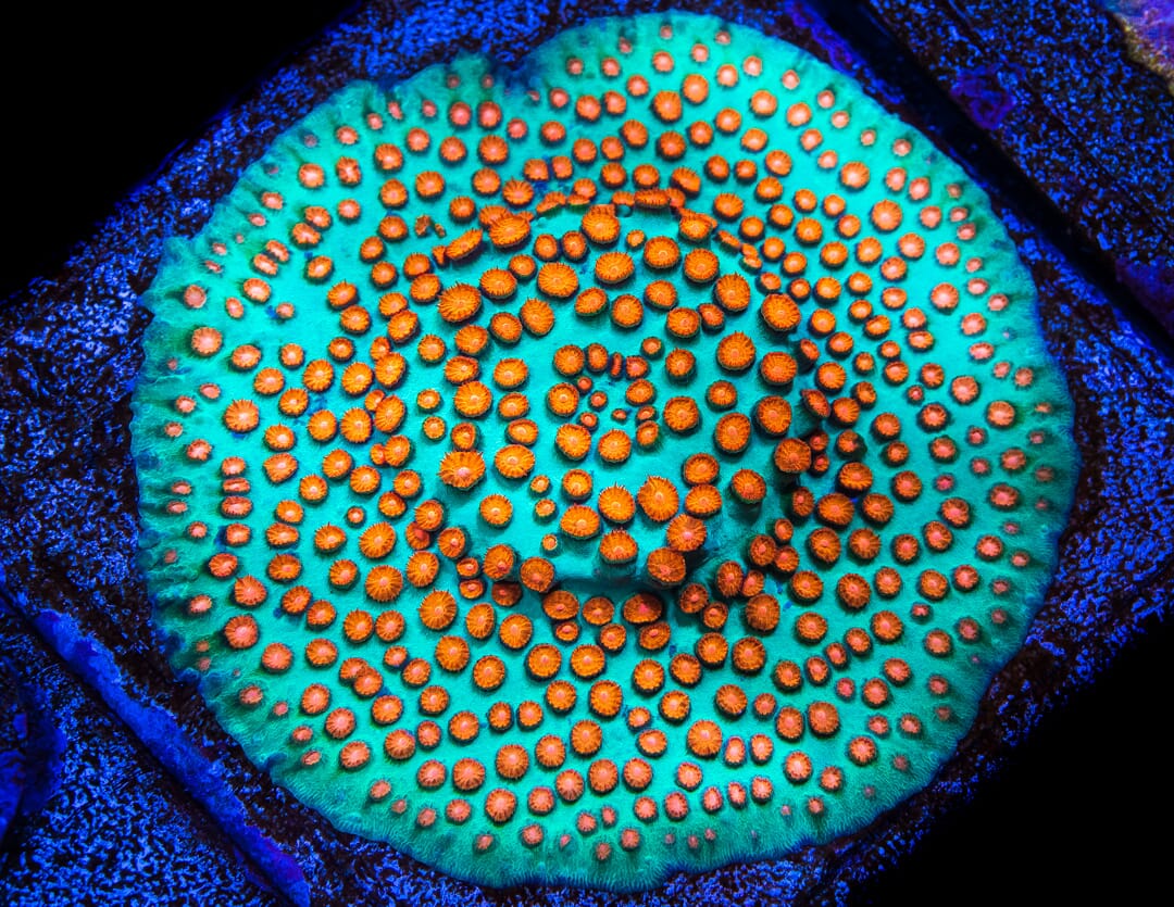 WWC Blow Pop Cyphastrea - Mother Colony Photo