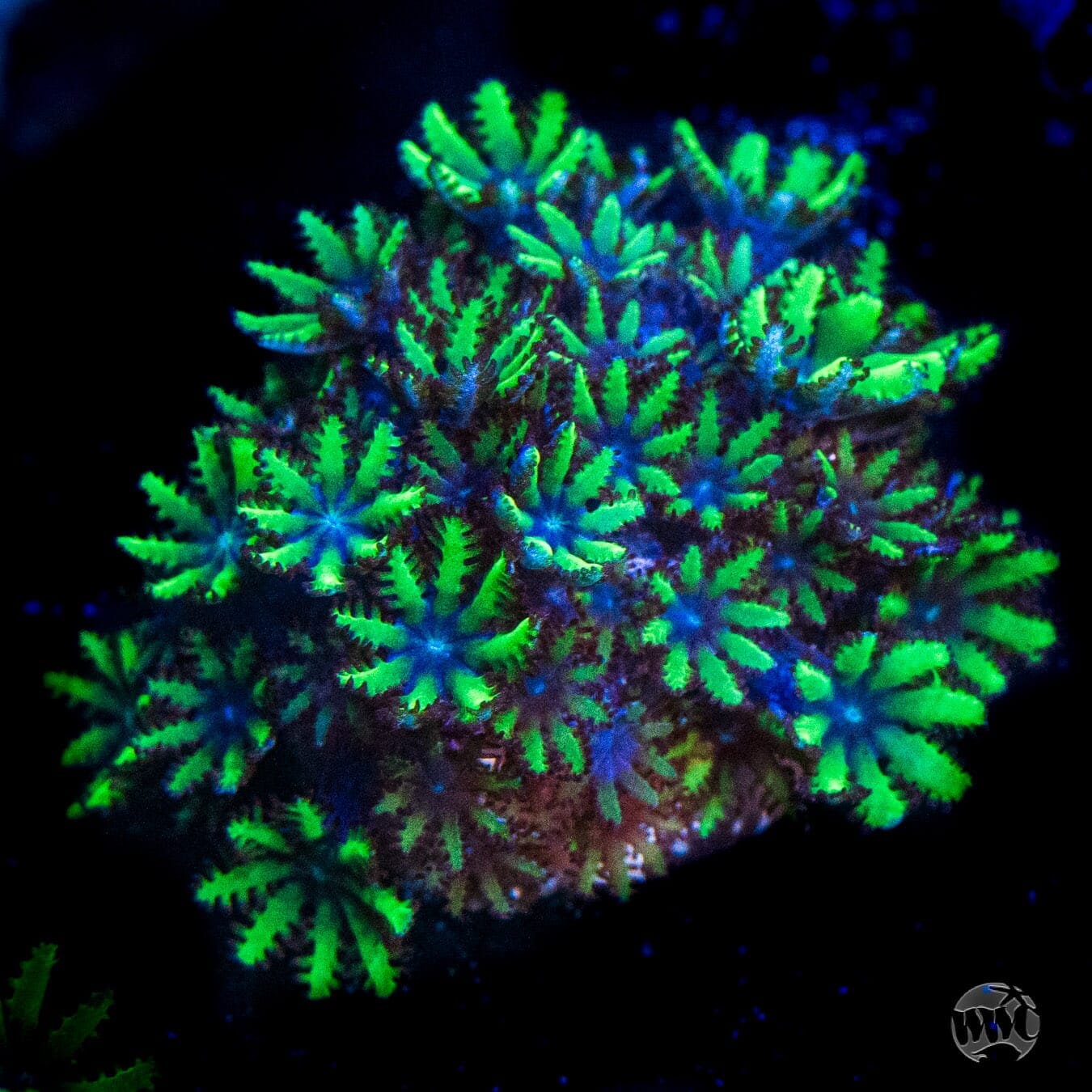 WWC Blue Sympodium Coral