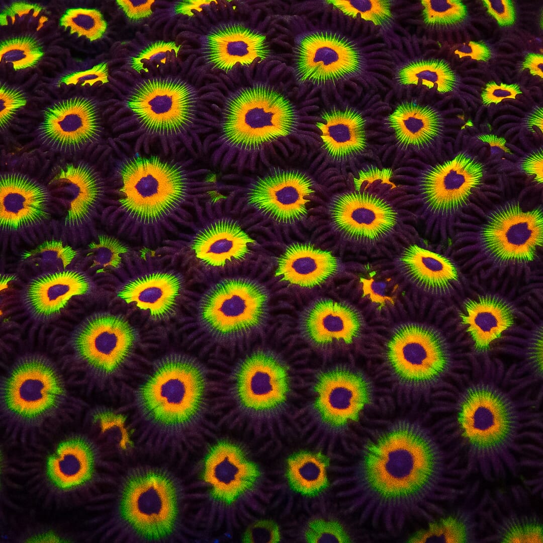 WWC Bob Marley Zoanthids - Mother Colony Photo