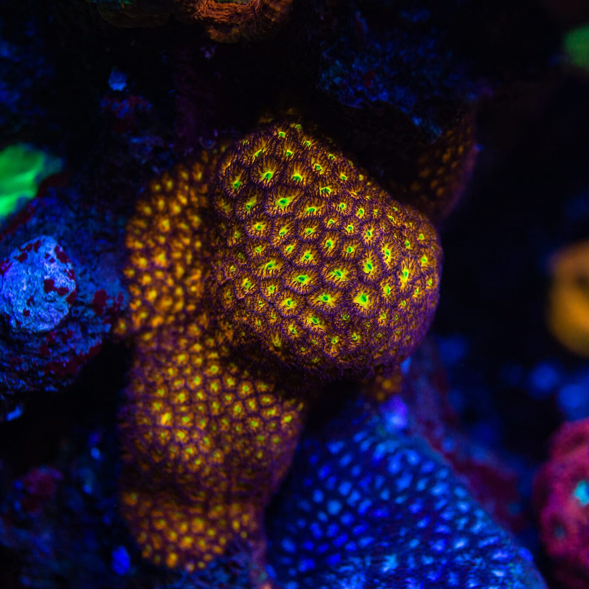 WWC Burning Leptastrea - Mother Colony Photo