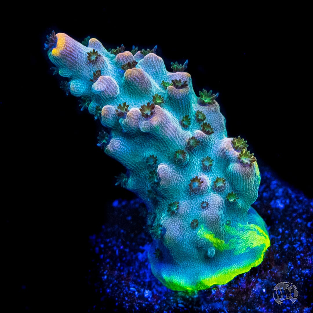 WWC Category 3 Acropora