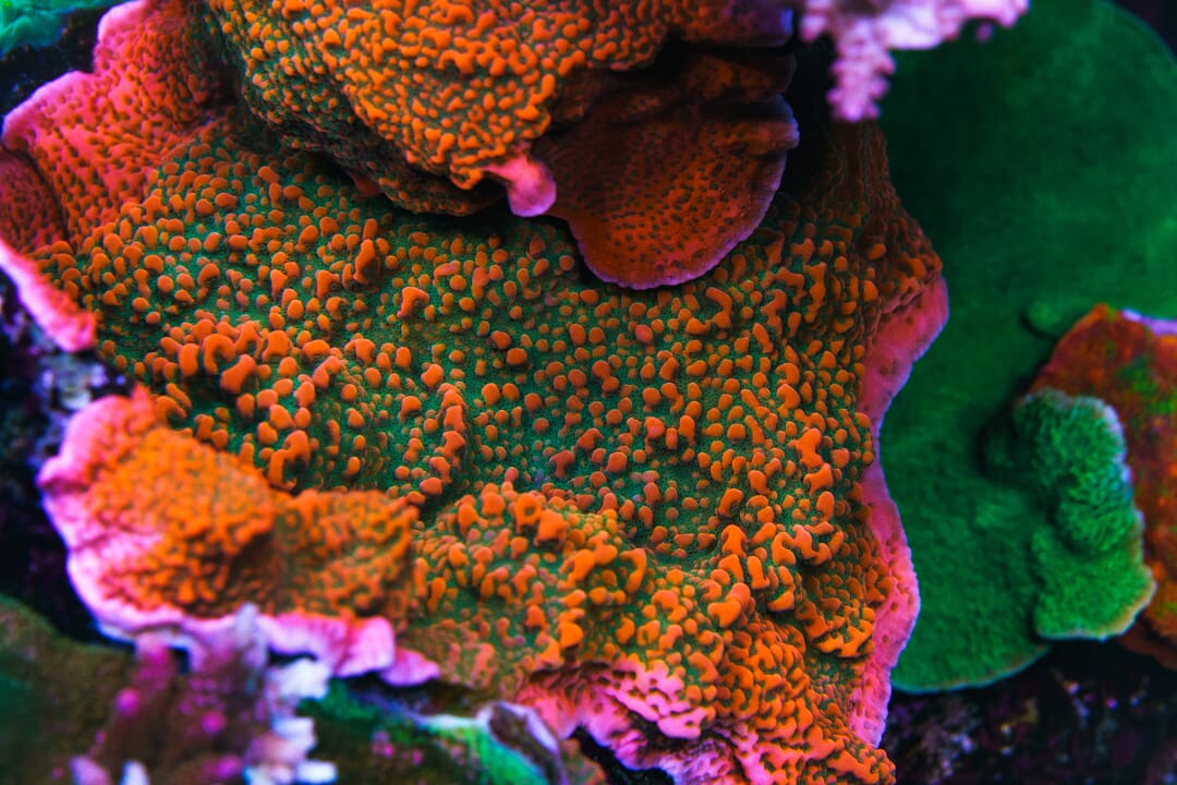 WWC Cherry Tree Montipora Coral