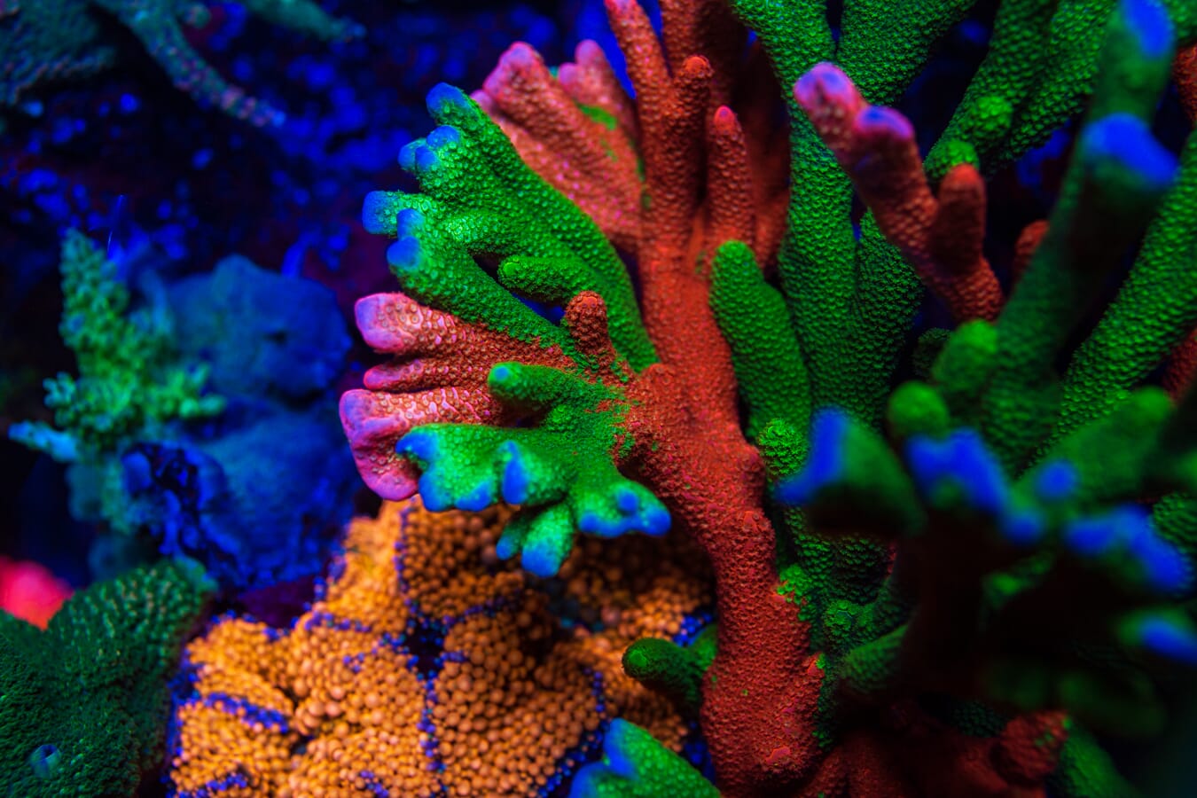 WWC Contraband Grafted Digitata Montipora