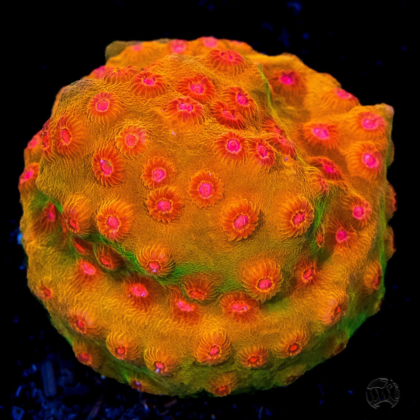 WWC Defcon Cyphastrea Coral