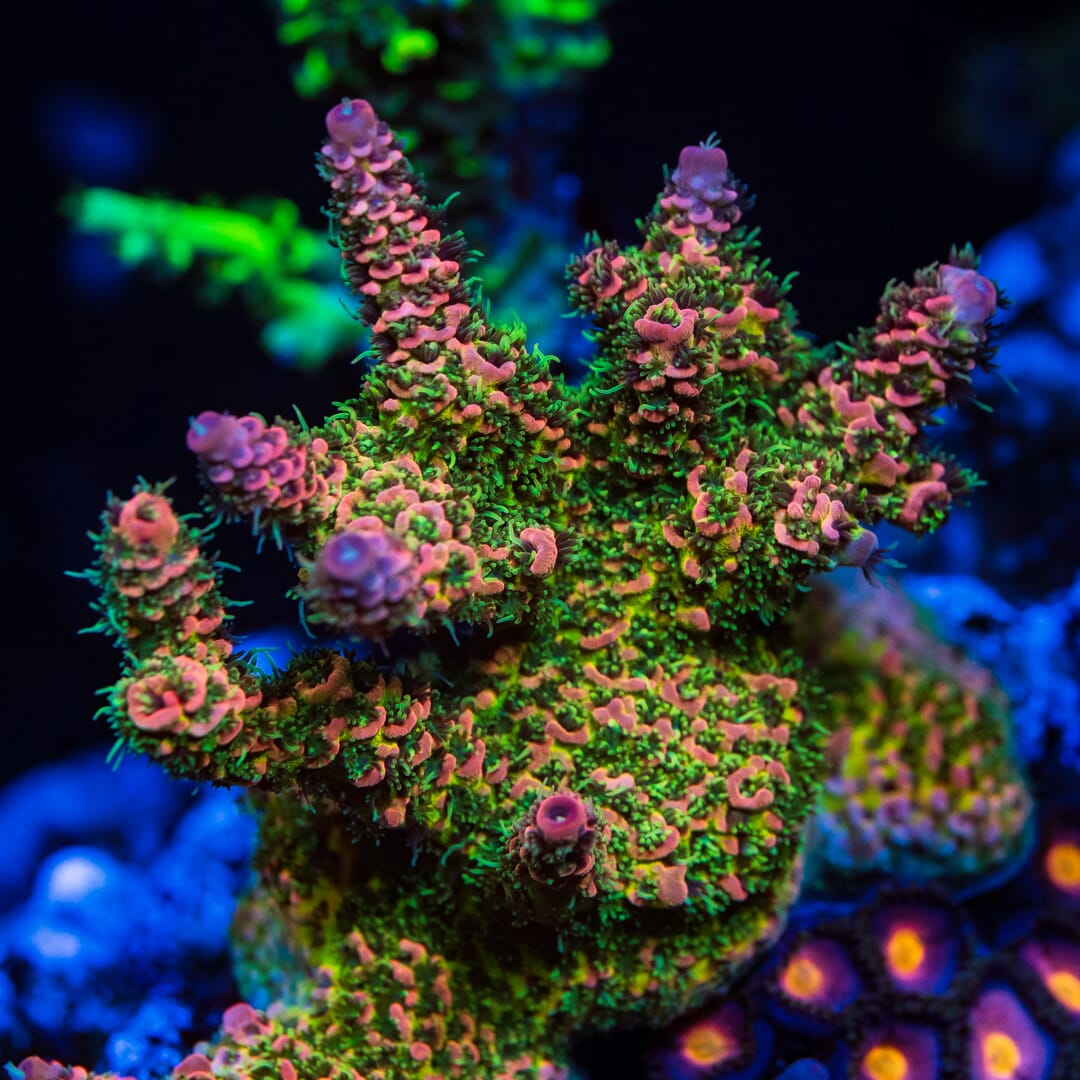 WWC Ding Dang Millepora Acropora - Mother Colony