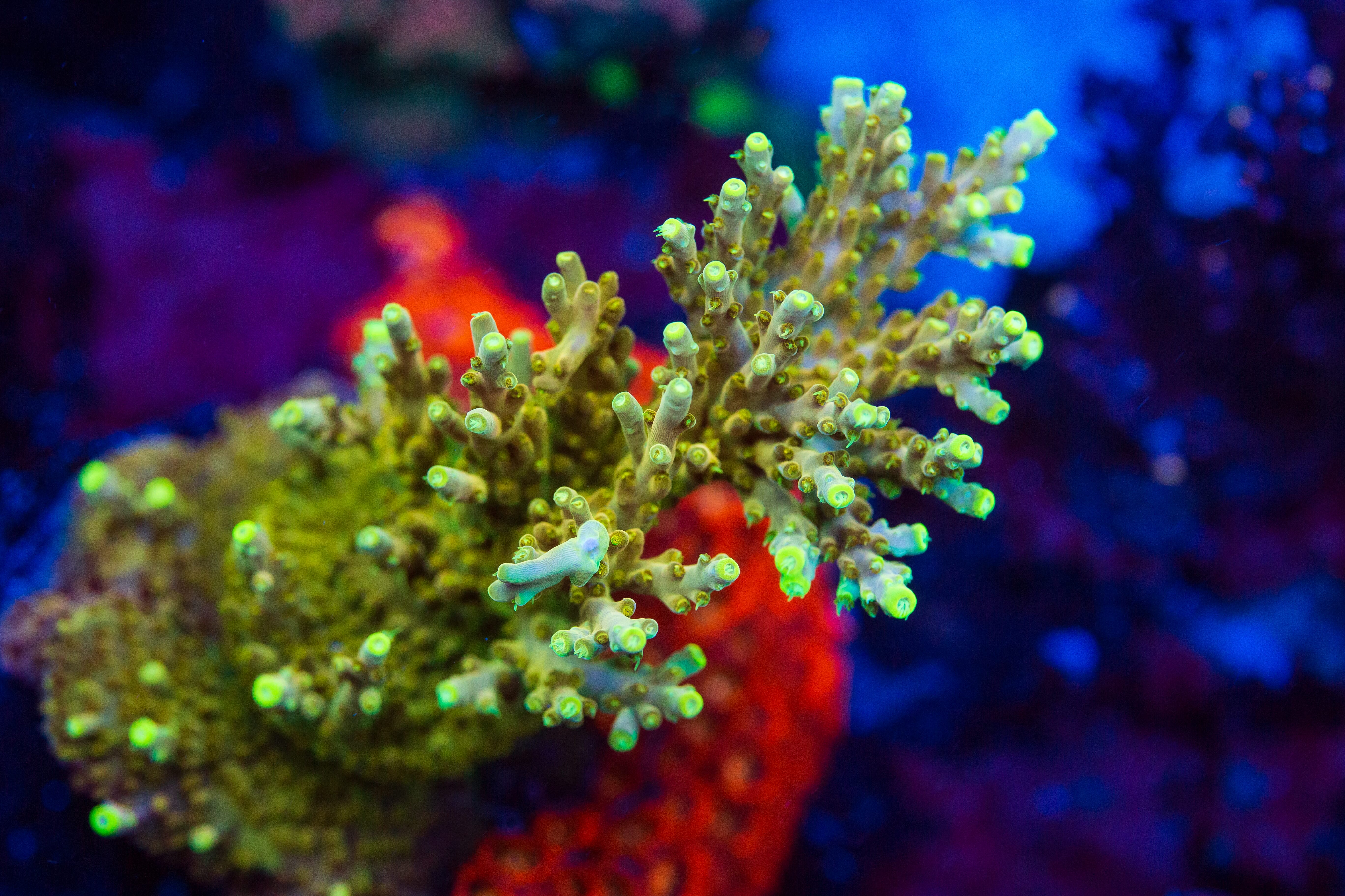 WWC Do the Dew Acropora - Mother Colony