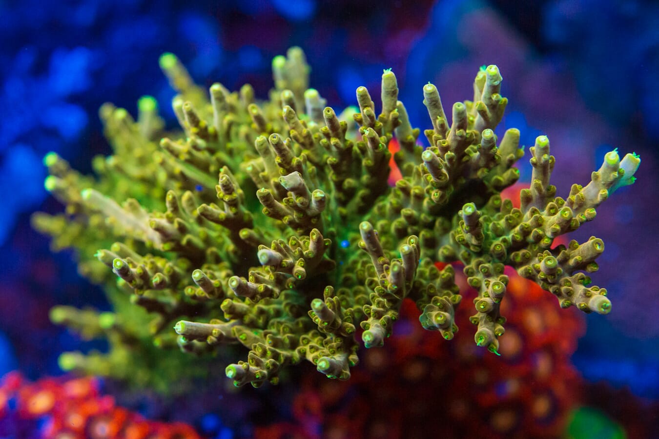 WWC Do the Dew Acropora