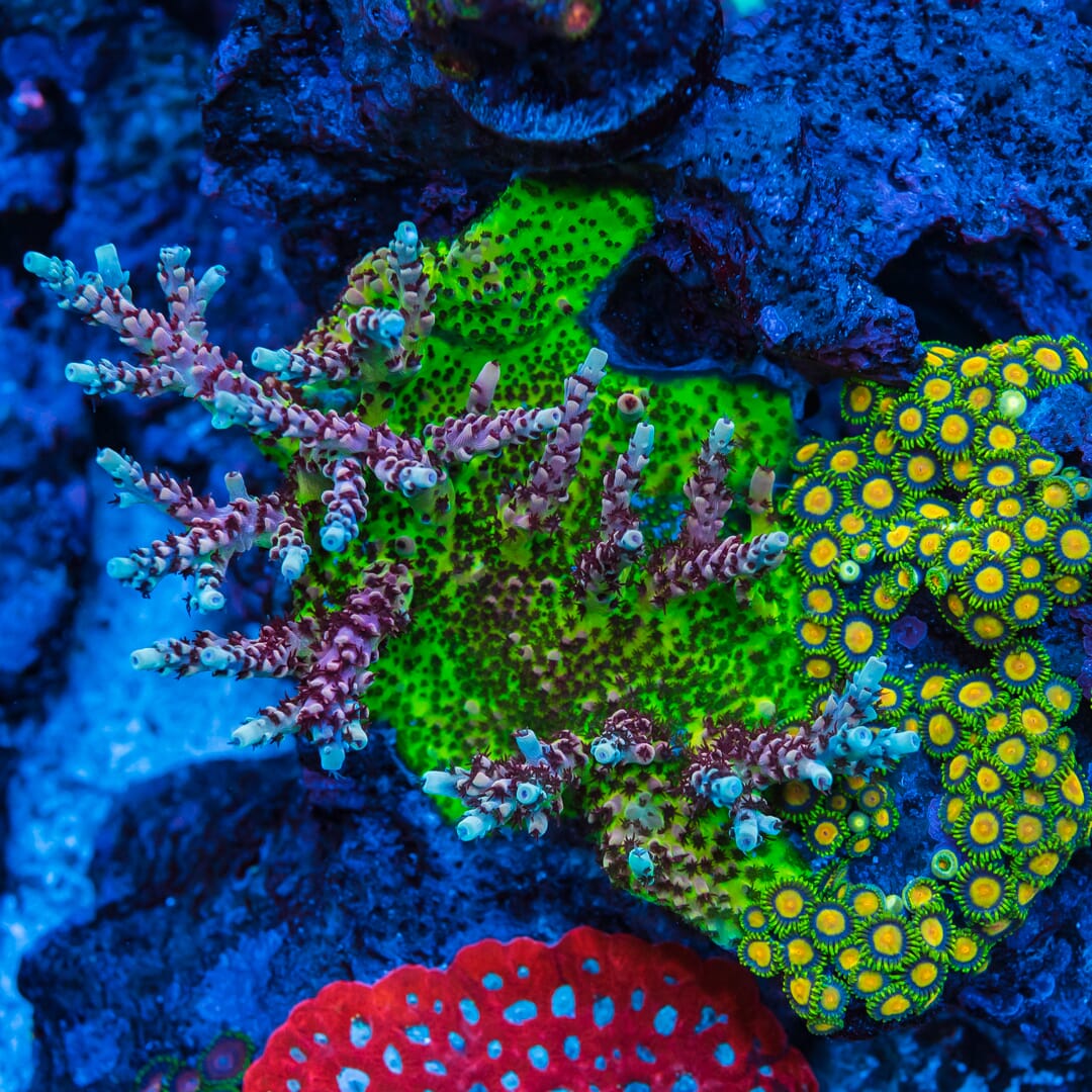 WWC Dragon Slayer Acropora