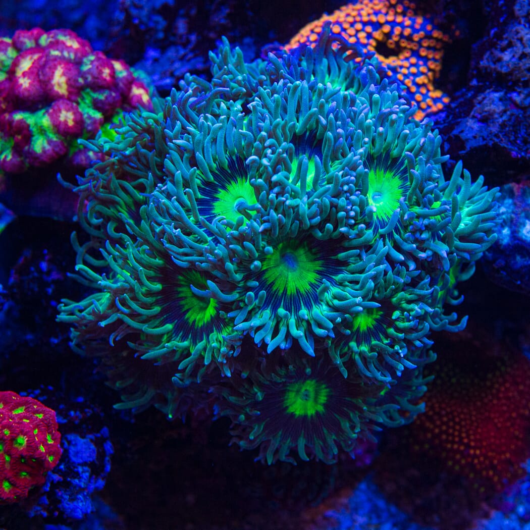 WWC Dream Catcher Duncan - Mother Colony