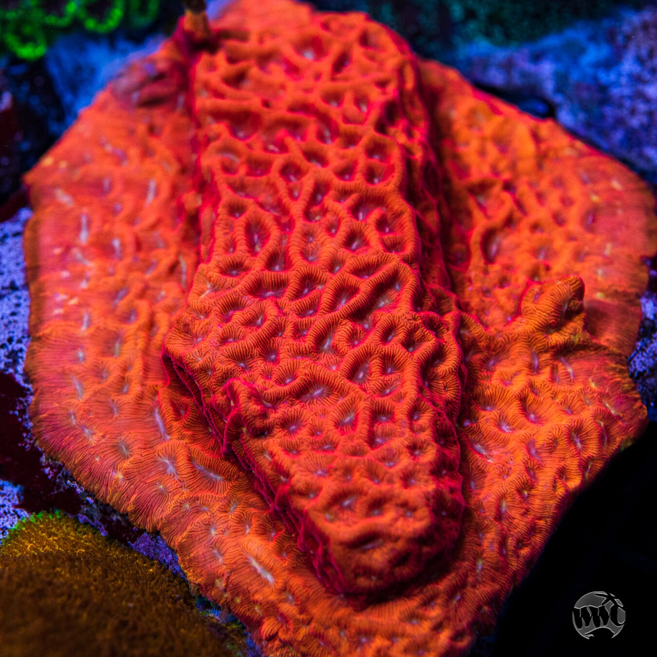 WWC Firebird Leptoseris Coral