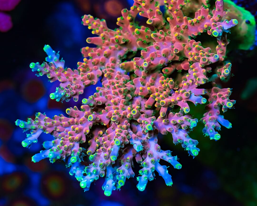 WWC Firebreather Acropora