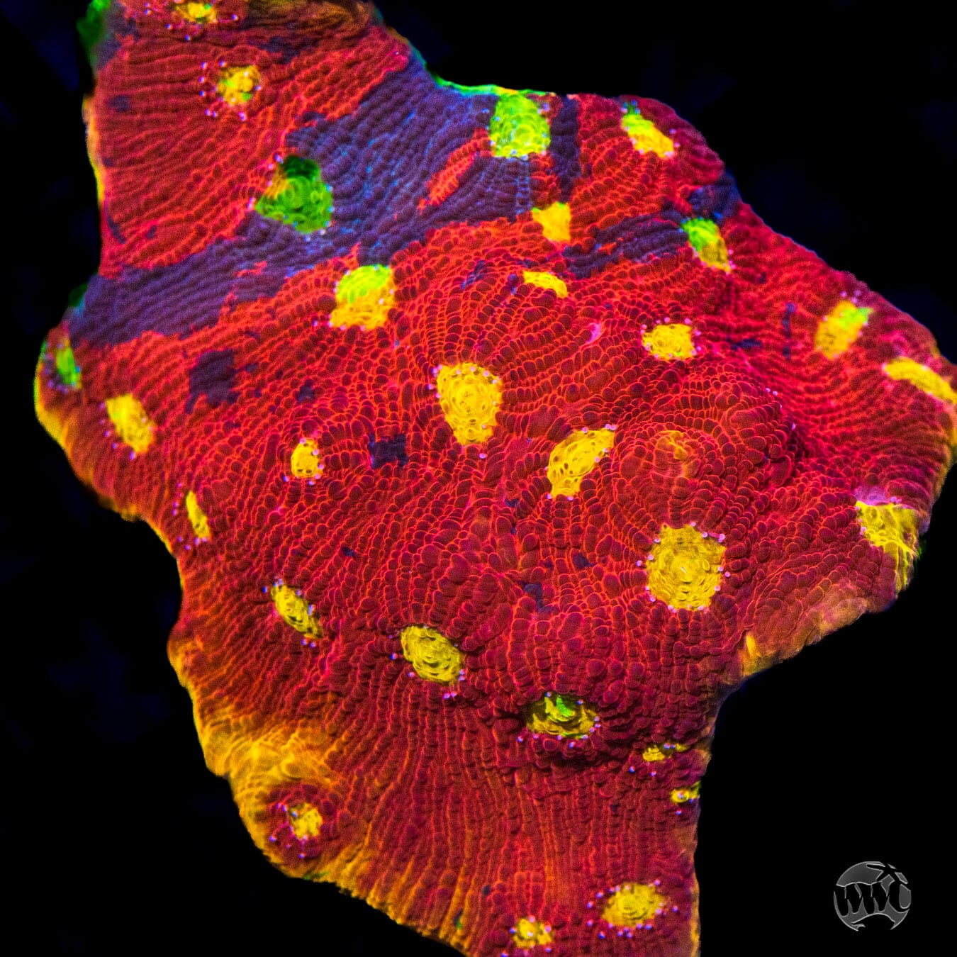 WWC Firepower Rainbow Chalice - Mother Colony Photo