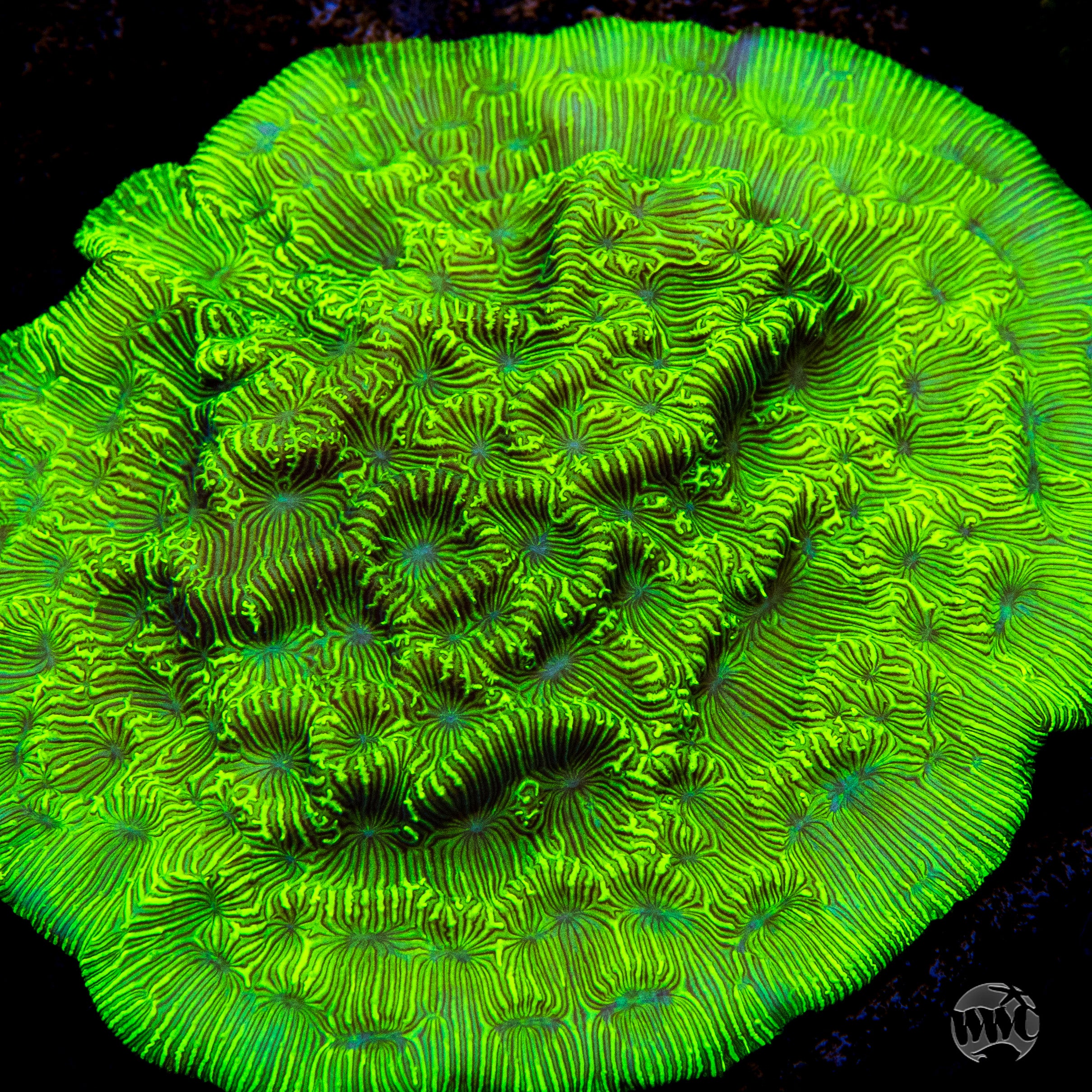 WWC Flubber Leptoseris Coral