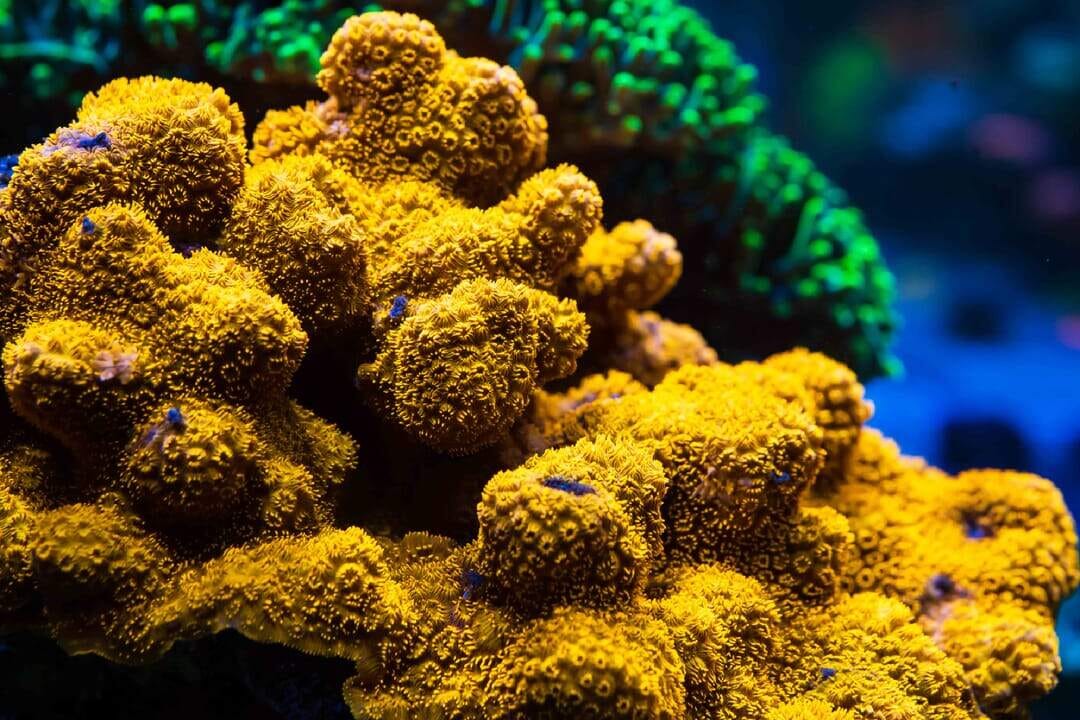WWC Golden Pavona