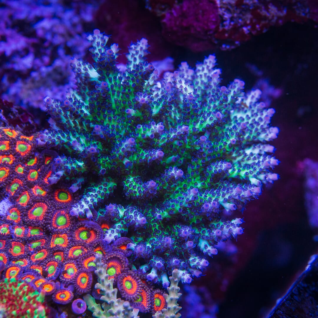 Gonzo Blueberry Diesel Acropora